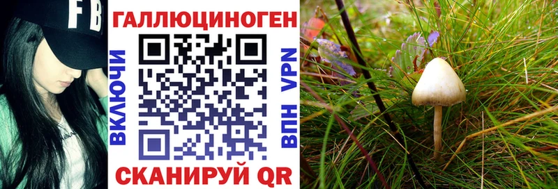 Псилоцибиновые грибы Psilocybine cubensis  Купить где  Елизаветинская 